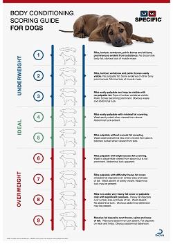 Body Condition Score Dog